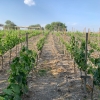 Viñedo Donato - 3 thumb